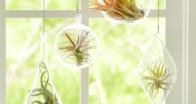 IDEAS PARA DECORAR TU CASA CON PLANTAS DE AIRE | Alto Lago Privada